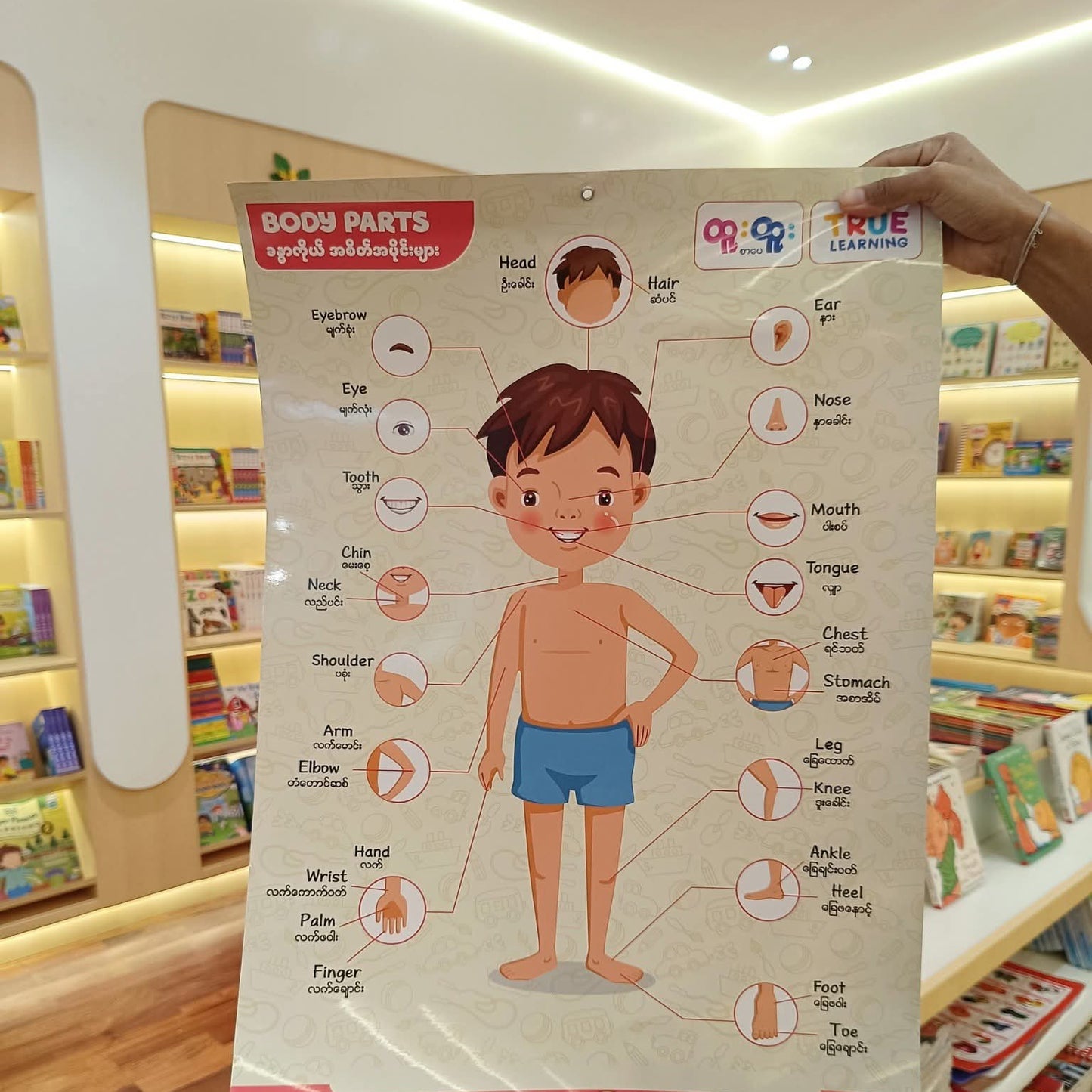 True Learning Body Part Poster