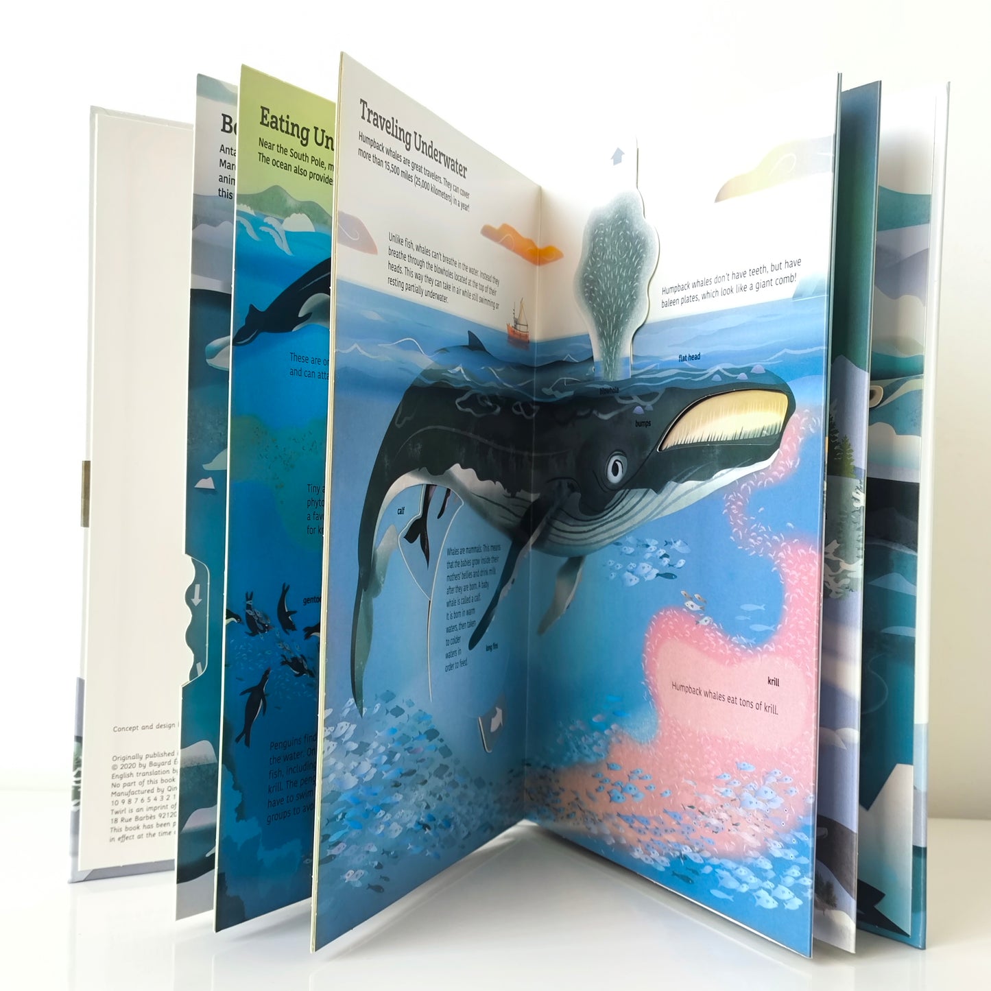 Ultimate Spotlight Polar Animals