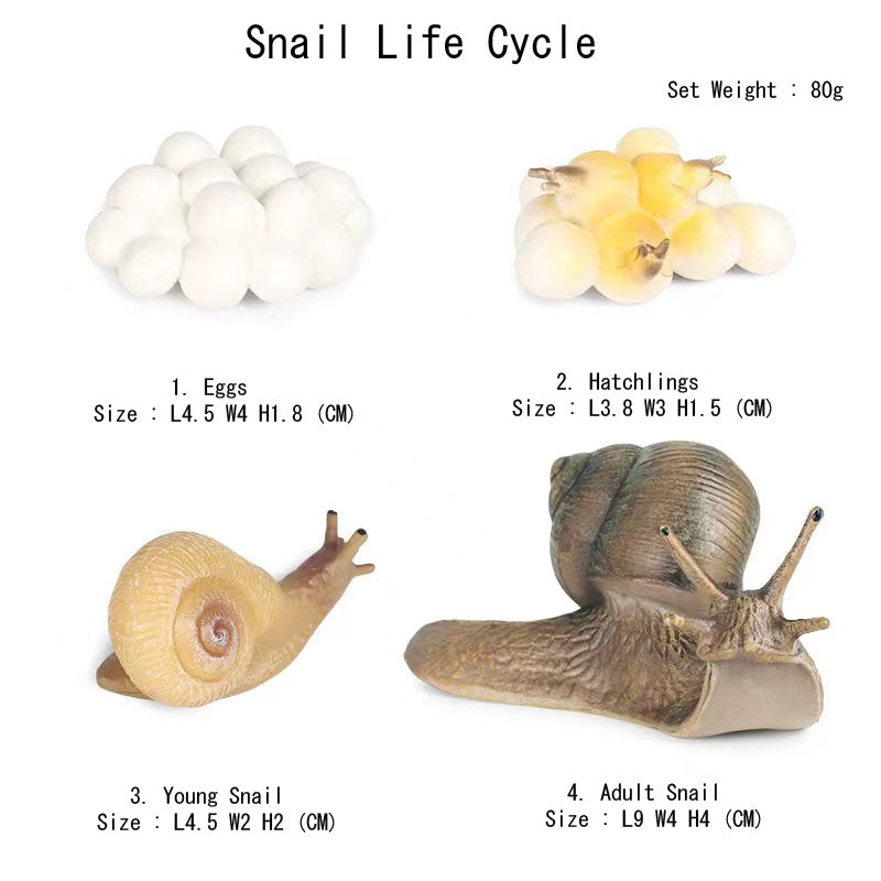 Life Cycle Of Animals or Insects