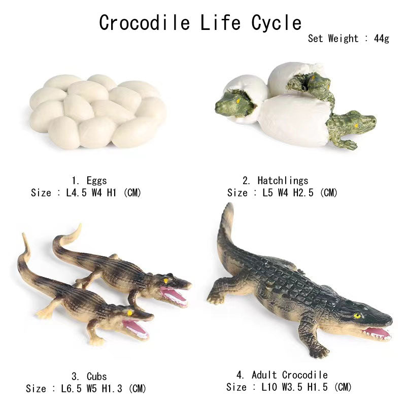 Life Cycle Of Animals or Insects