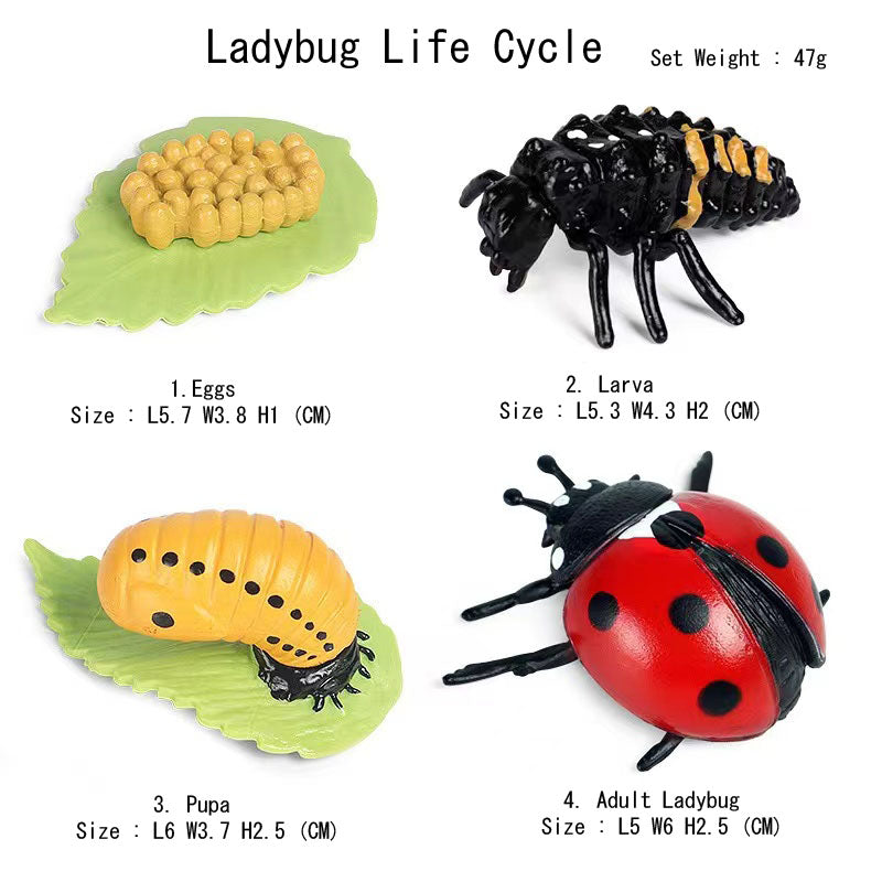 Life Cycle Of Animals or Insects