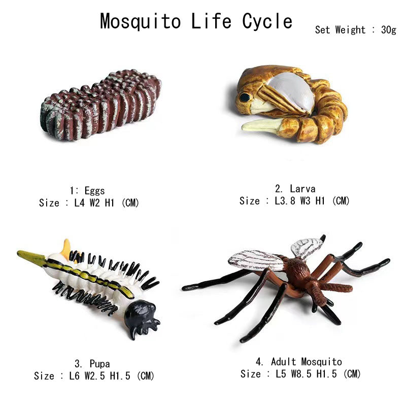 Life Cycle Of Animals or Insects