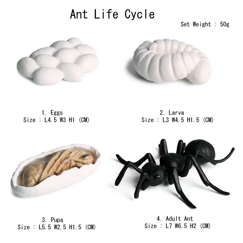 Life Cycle Of Animals or Insects