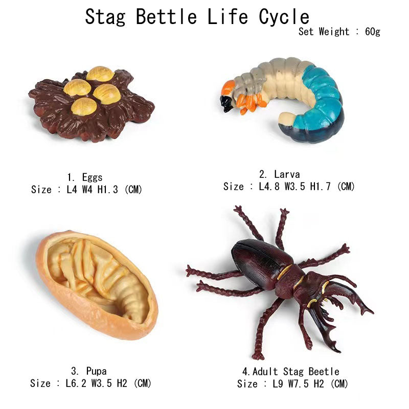 Life Cycle Of Animals or Insects