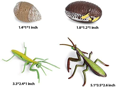 Life Cycle Of Animals or Insects