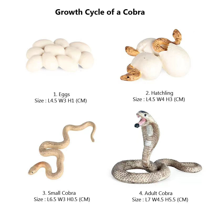 Life Cycle Of Animals or Insects