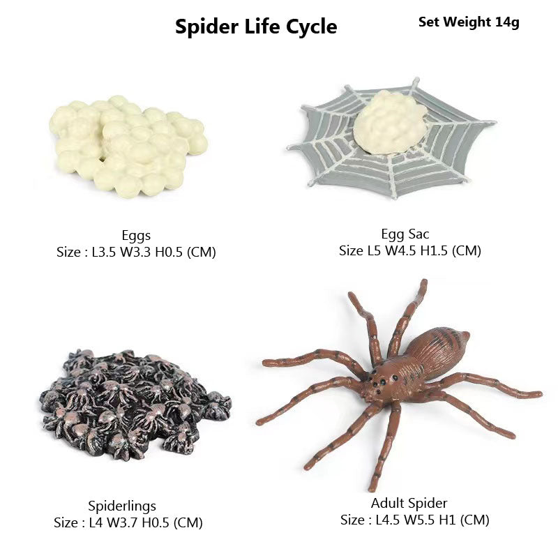 Life Cycle Of Animals or Insects