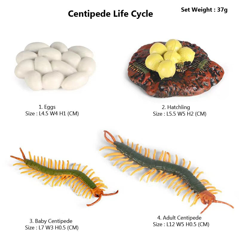 Life Cycle Of Animals or Insects