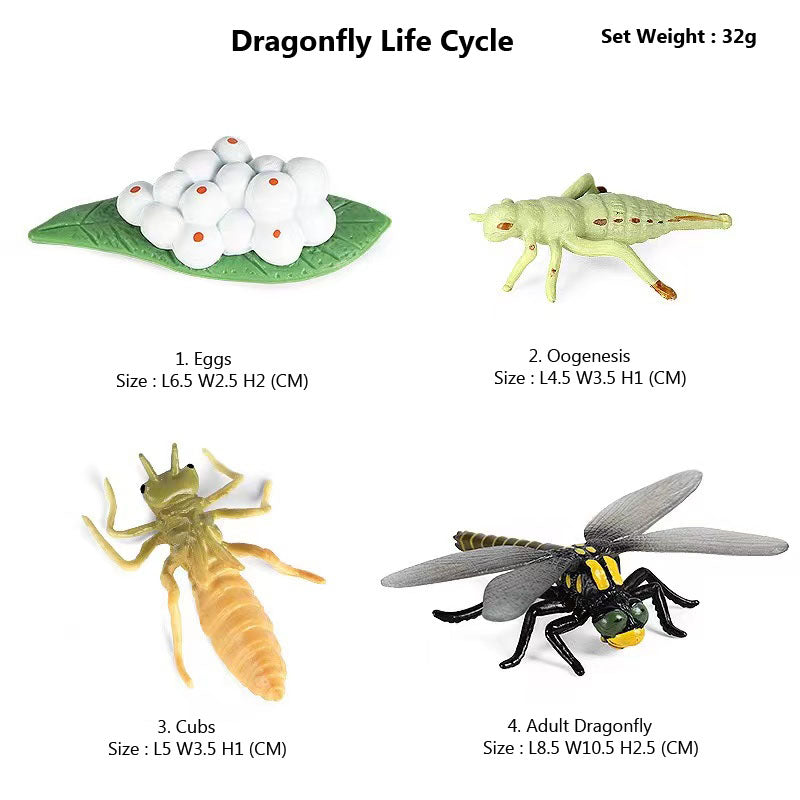 Life Cycle Of Animals or Insects