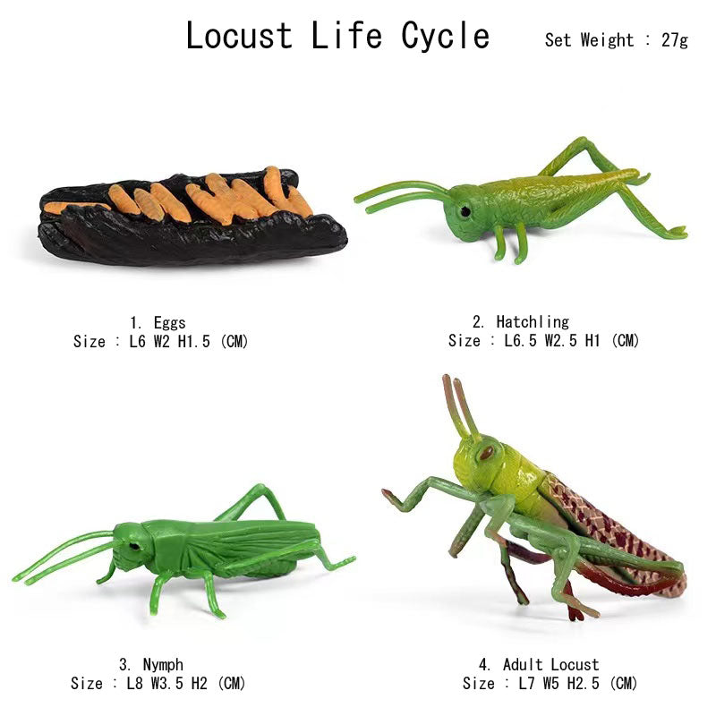 Life Cycle Of Animals or Insects