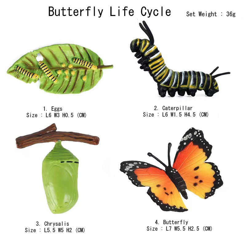 Life Cycle Of Animals or Insects