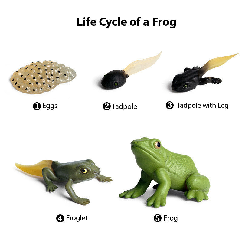 Life Cycle Of Animals or Insects