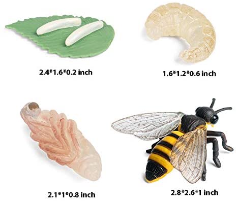 Life Cycle Of Animals or Insects