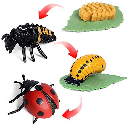 Life Cycle Of Animals or Insects