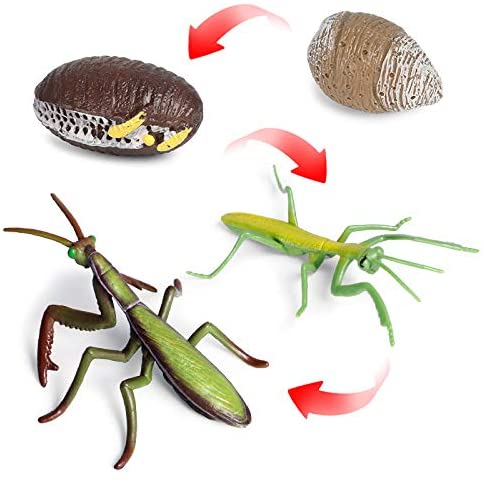 Life Cycle Of Animals or Insects