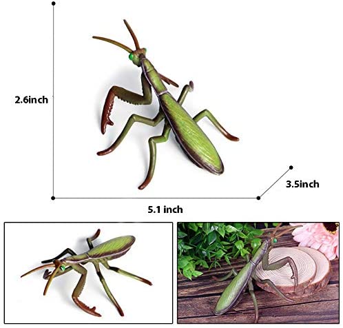 Life Cycle Of Animals or Insects